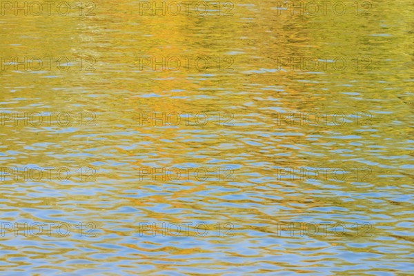 Deciduous trees are reflected on a water surface in autumn, North Rhine-Westphalia, Germany