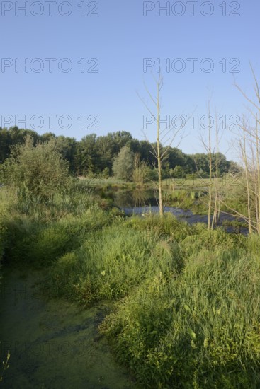 Pond with overgrown shoreline in spring, North Rhine-Westphalia, Germany