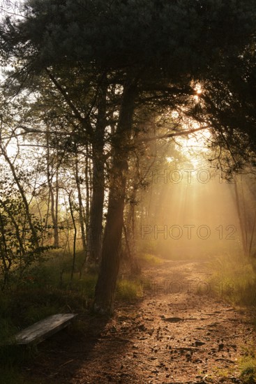 Forest path and bench in morning fog with sunbeams, Venner Moor, North Rhine-Westphalia, Germany