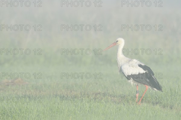 White stork (Ciconia ciconia) in a meadow in the morning mist, North Rhine-Westphalia, Germany