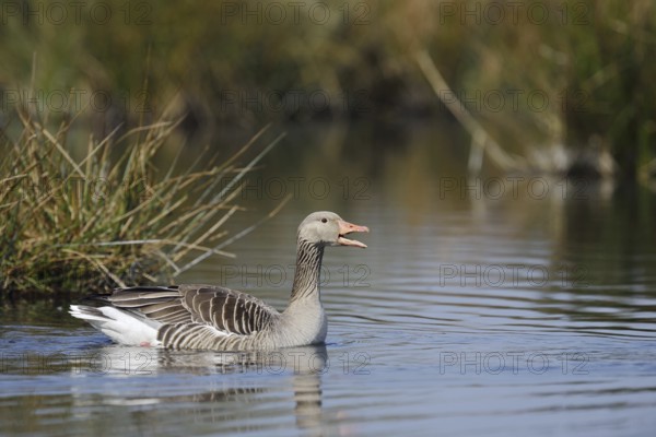 Greylag goose (Anser anser), swimming, North Rhine-Westphalia, Germany