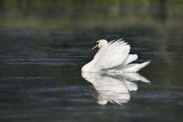 Mute swan (Cygnus olor) swimming threateningly, North Rhine-Westphalia, Germany