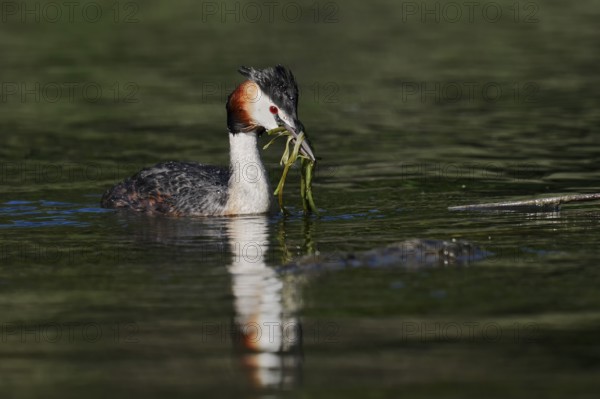 Great Crested Grebe (Podiceps Scalloped ribbonfish) swimming with nesting material, North Rhine-Westphalia, Germany