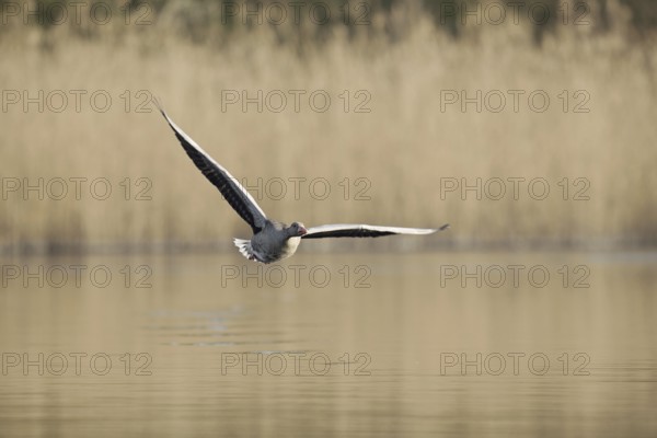 Greylag goose (Anser anser) flying over a lake, North Rhine-Westphalia, Germany