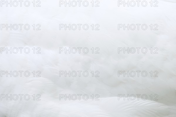 Mute swan (Cygnus olor), detail of plumage, Alsace, France