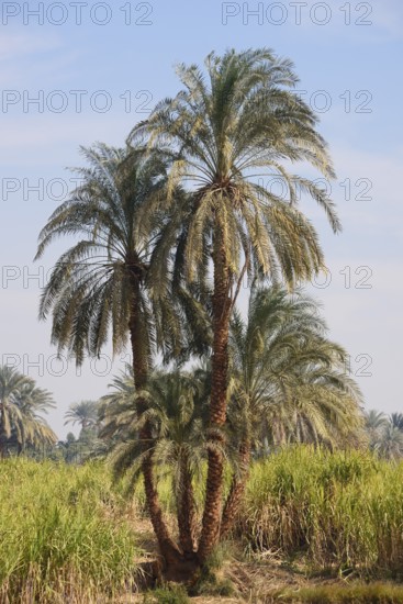 Real date palms (Phoenix dactylifera) along the Nile, Nile Valley, Egypt