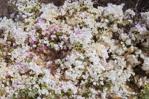 Bougainvillea or triplet flower (Bougainvillea spec.), flowering, Egypt