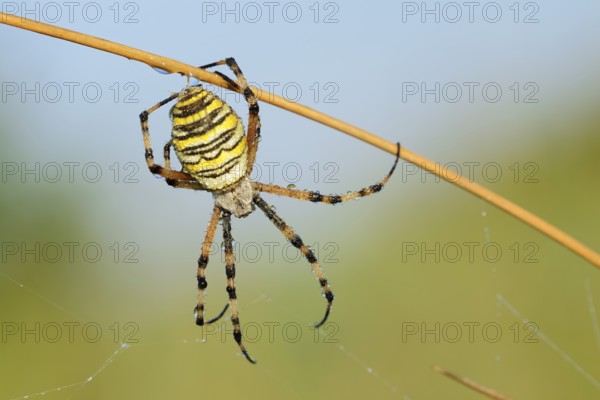 Wasp spider (Argiope bruennichi), female with dewdrops, North Rhine-Westphalia, Germany