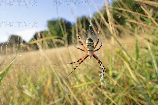 Wasp spider (Argiope bruennichi), female in web, North Rhine-Westphalia, Germany