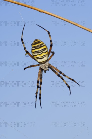 Wasp spider (Argiope bruennichi), female with dewdrops, North Rhine-Westphalia, Germany