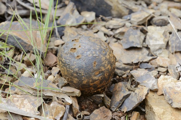 Pisolithus arhizus or Bohemian truffle (Pisolithus arhizus, Pisolithus tinctorius), Algarve, Portugal