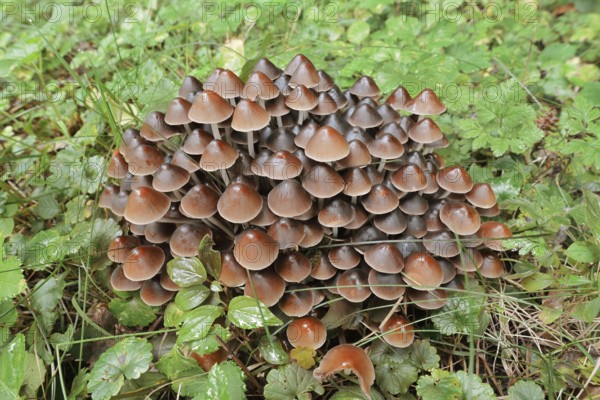 Rogers Mushroom (Britzelmayria multipedata, Psathyrella multipedata), North Rhine-Westphalia, Germany