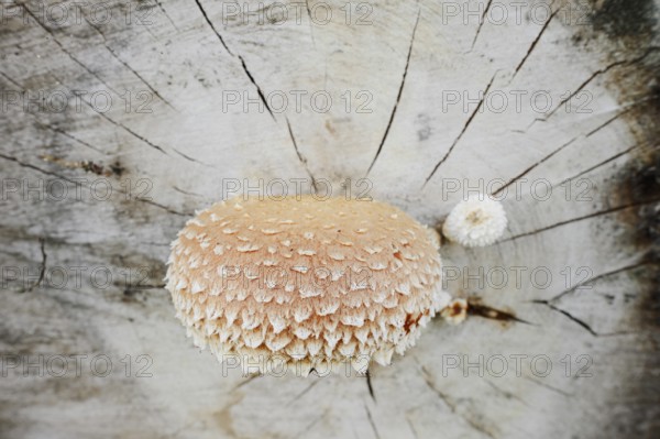 Poplar Schüppling (Hemipholiota populnea, Pholiota destruens), North Rhine-Westphalia, Germany