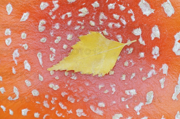 Fly agaric (Amanita muscaria), cap with flaky scales and birch leaf (Betula spec.), North Rhine-Westphalia, Germany