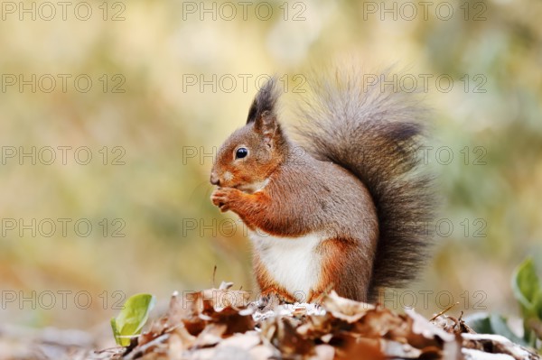 Eurasian squirrel (Sciurus vulgaris) sitting feeding on a pile of leaves with hoarfrost, North Rhine-Westphalia, Germany