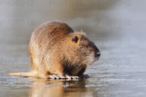 Nutria or swamp beaver (Myocastor coypus) on the ice surface of a lake in winter, neozoa in Germany, North Rhine-Westphalia, Germany
