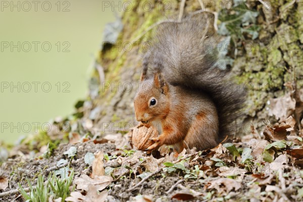 Eurasian squirrel (Sciurus vulgaris) eating a walnut, North Rhine-Westphalia, Germany