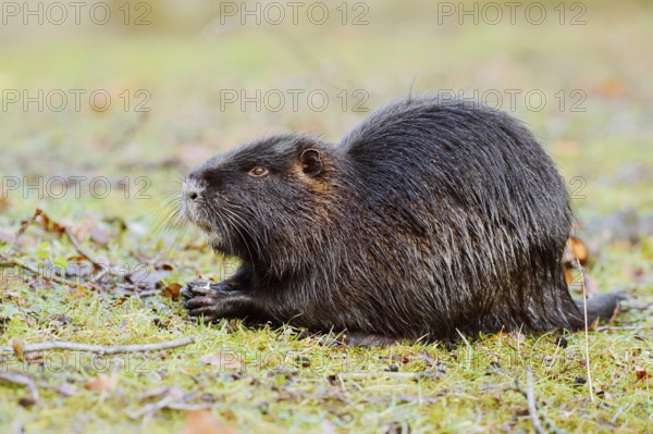 Nutria or swamp beaver (Myocastor coypus) sits feeding on the bank, North Rhine-Westphalia, Germany, Neozoon in Europe