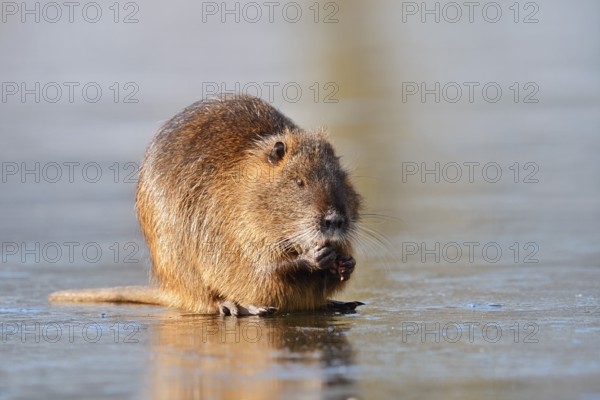 Nutria or swamp beaver (Myocastor coypus) sits feeding on the ice surface of a lake in winter, neozoa in Germany, North Rhine-Westphalia, Germany
