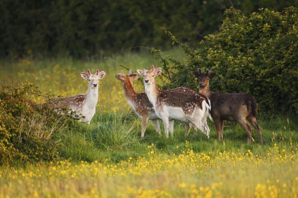 Fallow deer (Dama dama), fallow deer with velvet antlers on a flower meadow in spring, Zeeland, Netherlands