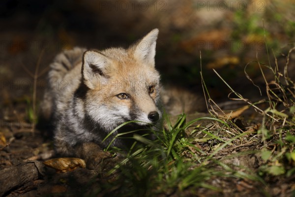 Red fox (Vulpes vulpes), young animal, North Rhine-Westphalia, Germany