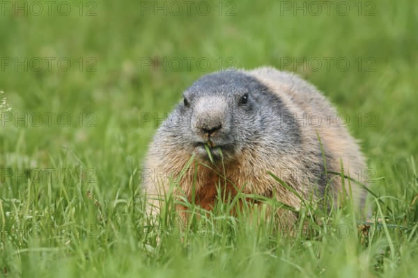 Alpine marmot (Marmota marmota), eating grass, Berchtesgaden National Park, Bavaria, Germany