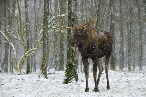 Eurasian elk (Alces alces alces), bull elk during snowfall in winter, Poland