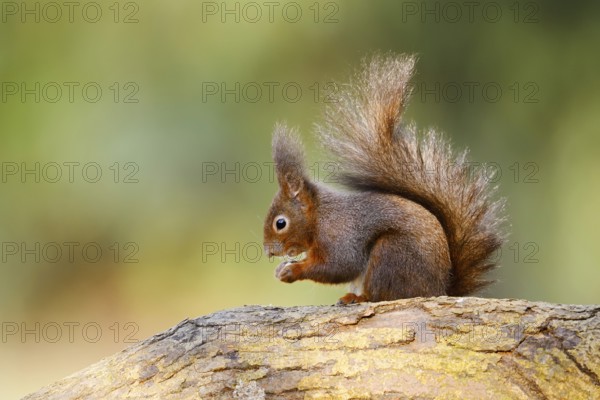 Eurasian squirrel (Sciurus vulgaris) sitting feeding on a tree trunk, North Rhine-Westphalia, Germany