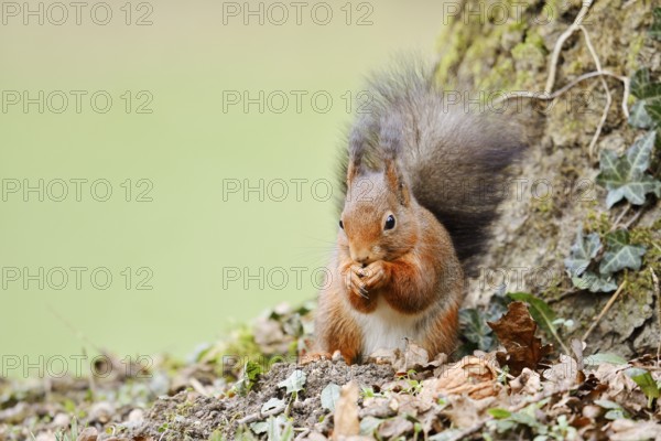 Eurasian squirrel (Sciurus vulgaris) sitting feeding on a tree trunk, North Rhine-Westphalia, Germany