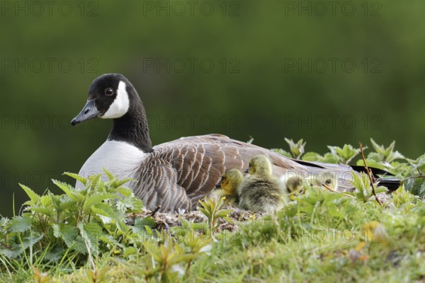 Canada goose (Branta canadensis) breeding with chicks on the nest, North Rhine-Westphalia, Germany