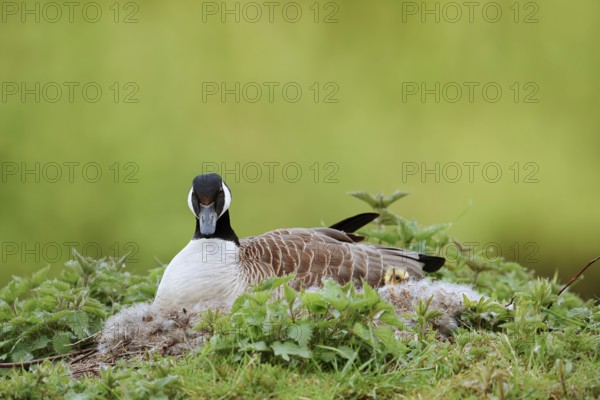 Canada goose (Branta canadensis) sitting brooding on the nest, North Rhine-Westphalia, Germany