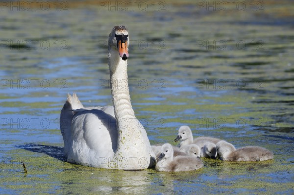 Mute swan (Cygnus olor) with chicks on a lake, North Rhine-Westphalia, Germany