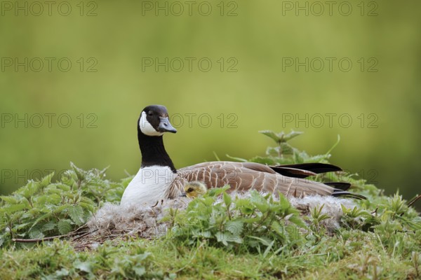 Canada goose (Branta canadensis) sitting brooding with chicks on the nest, North Rhine-Westphalia, Germany