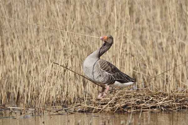 Greylag goose (Anser anser) building a nest in the reeds, North Rhine-Westphalia, Germany