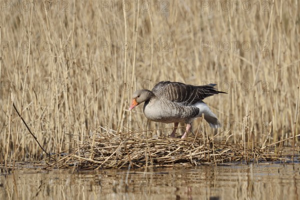 Greylag goose (Anser anser) on the nest in the reeds, North Rhine-Westphalia, Germany