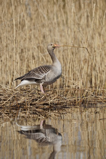 Greylag goose (Anser anser) building a nest in the reeds, North Rhine-Westphalia, Germany