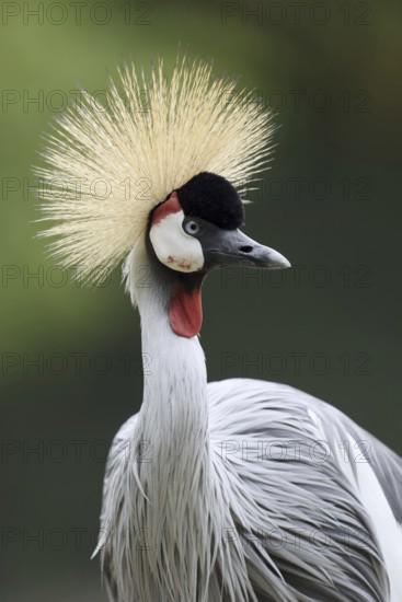 South African Crowned Crane or Grey-necked Crowned Crane (Balearica regulorum), portrait, captive, occurrence in Africa