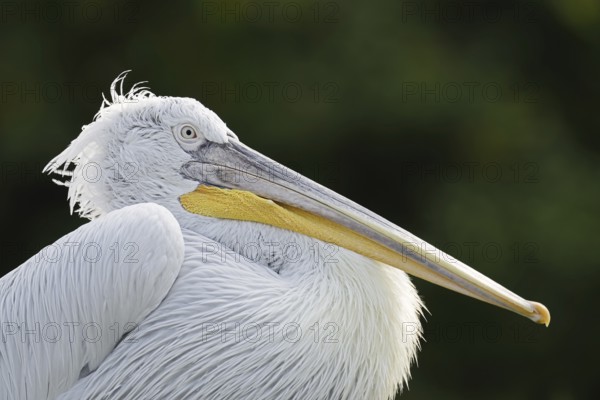 Dalmatian Pelican (Pelecanus crispus), portrait, Lake Kerkini, Central Macedonia, Greece
