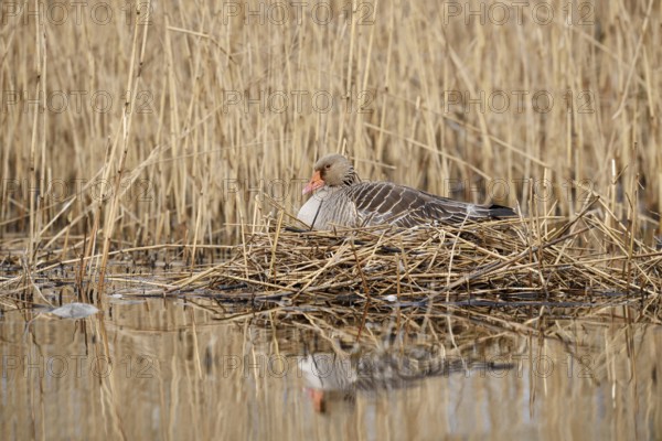 Greylag goose (Anser anser) sitting brooding on the nest in the reeds, North Rhine-Westphalia, Germany