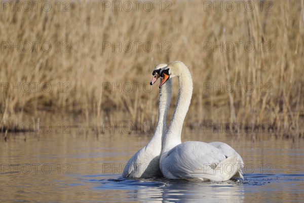 Mute swan (Cygnus olor), mating pair, North Rhine-Westphalia, Germany