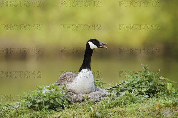 Canada goose (Branta canadensis) sitting on the nest and calling, North Rhine-Westphalia, Germany