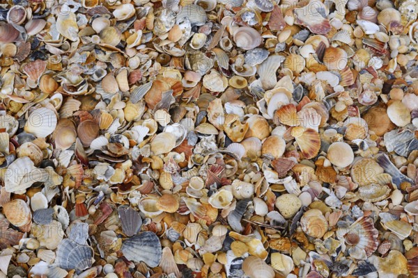 Different mussel shells on the beach, Algarve, Portugal