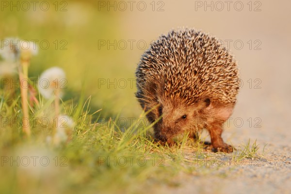 Brown-breasted hedgehog or Western European hedgehog (Erinaceus europaeus), North Rhine-Westphalia, Germany