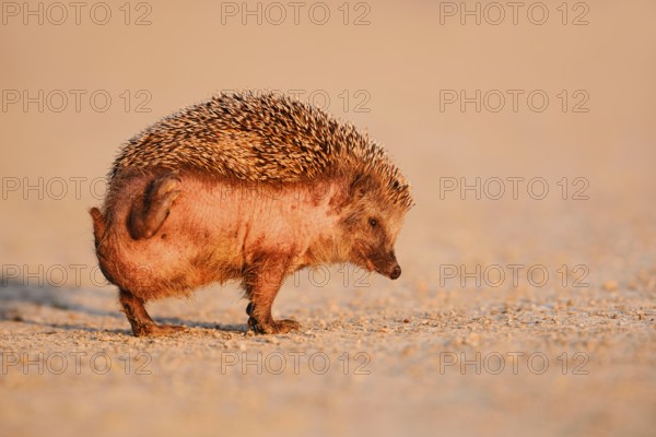 Brown-breasted hedgehog or Western European hedgehog (Erinaceus europaeus) scratching itself, North Rhine-Westphalia, Germany