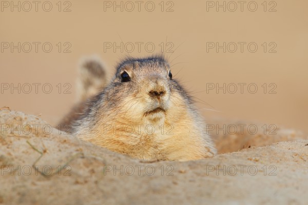 Black-tailed prairie dog (Cynomys ludovicianus) looking out of its den, North America