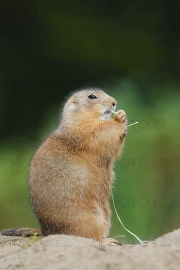 Black-tailed prairie dog (Cynomys ludovicianus) eating a blade of grass, North America