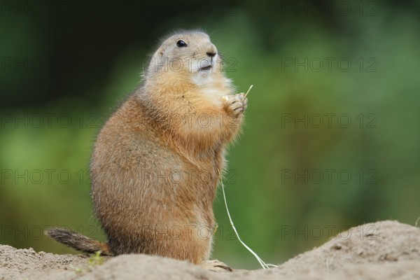 Black-tailed prairie dog (Cynomys ludovicianus) eating a blade of grass, North America