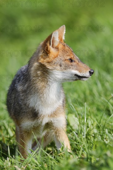 Golden jackal (Canis aureus), young animal, captive, occurring in Europe and Asia