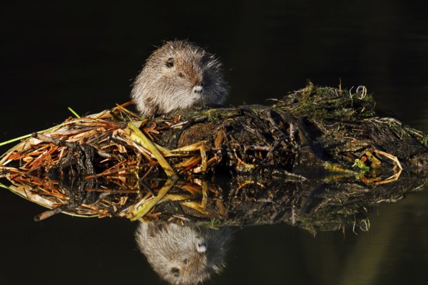 Nutria or swamp beaver (Myocastor coypus), juvenile, North Rhine-Westphalia, Germany, neozoon in Europe