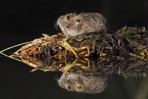 Nutria or swamp beaver (Myocastor coypus), young animals, North Rhine-Westphalia, Germany, neozoon in Europe